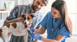 Health: Veterinary Assistant